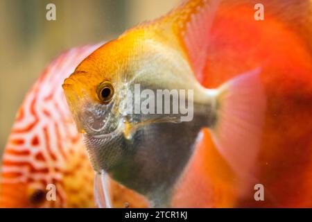 Pterophyllum scalare or dans l'eau, poissons-anges jaune aqarium Banque D'Images