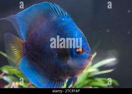 Poisson bleu des spièces discus (Symphysodon) en aquarium. Concept d'aquariums d'eau douce Banque D'Images