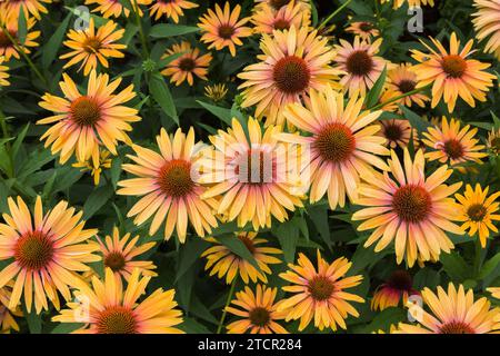 'Big Kahuna' Coneflowers (Echinacea) en été, Québec, Canada Banque D'Images