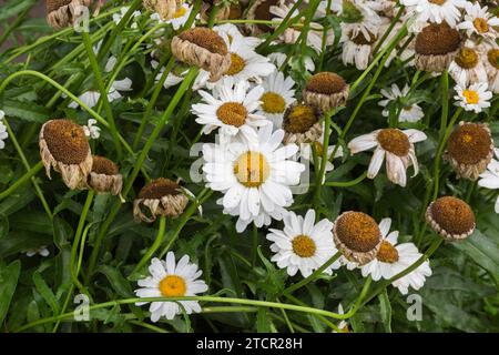 'Madonna' Shasta Daisy (Leucanthemum x superbum) avec des fleurs dépensées par temps chaud et manque d'eau en été, Québec, Canada Banque D'Images