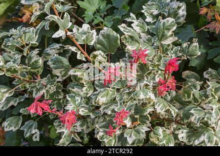 'Carnival' Hedge Maple (Acer campestre) en été, Québec, Canada Banque D'Images