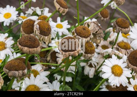 'Madonna' Shasta Daisy (Leucanthemum x superbum) avec des fleurs dépensées par temps chaud et manque d'eau en été, Québec, Canada Banque D'Images