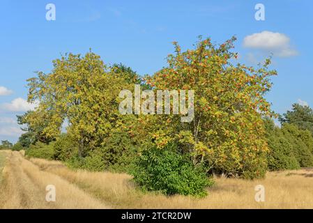 Paysage de bruyère, végétation typique, rowan européen (Sorbus aucuparia) avec fruits rouges, genévrier (Juniperus communis) au bord de la floraison Banque D'Images