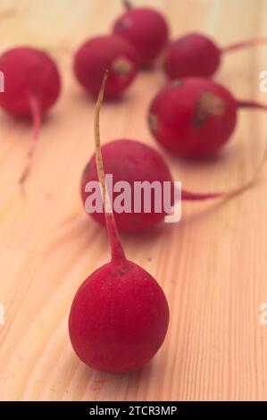 Raddish rouge frais sur table en bois de pin gros plan Banque D'Images