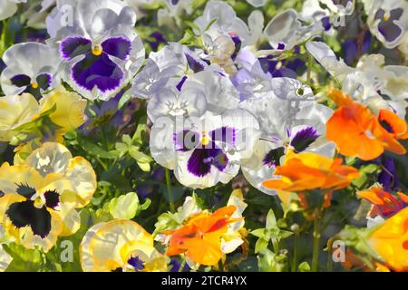 Variété de culottes colorées en pleine floraison, panse des champs à grandes fleurs, alto (plante) (Viola), blanc, jaune, fleurs oranges et violettes créatives Banque D'Images