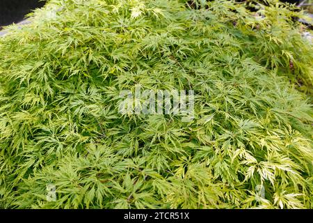 Érable vert fendu (Acer palmatum 'Dissectum viridis'), érable fendu, arbre ressemblant à un arbuste en filigrane, feuillage palmé, feuilles vertes, jardin Banque D'Images