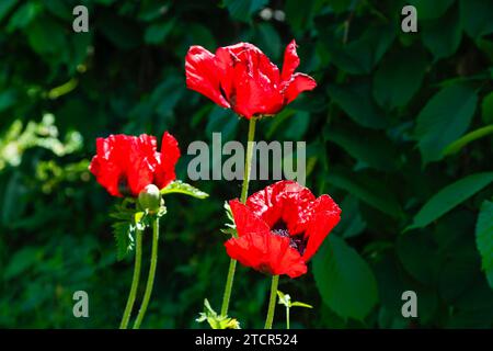 Coquelicot, trois coquelicots rouges (Papaver) en pleine floraison, feuilles vertes, vivaces, fleurs, fleurs, bourgeon, jardin, lit, Allemagne Banque D'Images