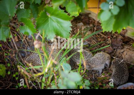 Mère de hérisson avec des jeunes dans le milieu de vie des humains. Un jardin presque naturel est un bon habitat pour les hérissons, les jeunes hérissons peuvent également l'être Banque D'Images