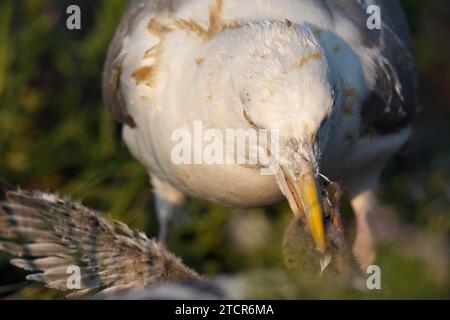 Goéland hareng européen (Larus argentatus), se nourrissant d'un poussin de terne commune (Sterna hirundo), parc national de la mer des Wadden de Basse-Saxe, Frise orientale Banque D'Images