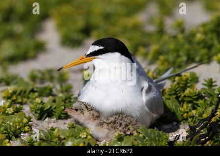 Petite Sterne (Sternula albifrons), poussins adultes à capuchon, sauteur à capuchon, parc national de la mer des Wadden de Basse-Saxe, îles de la Frise orientale, Basse-Saxe Banque D'Images