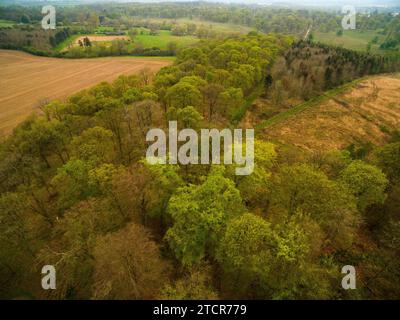 Vue aérienne de la canopée forestière dans le nord rural du Bedfordshire, Angleterre, Royaume-Uni - photo : Geopix Banque D'Images