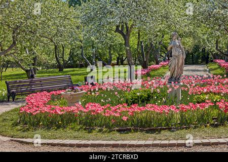 Parterre de fleurs avec tulipes roses en fleurs au milieu du verger de pommiers en fleurs dans le domaine Kolomenskoye. Moscou, Russie. Banque D'Images