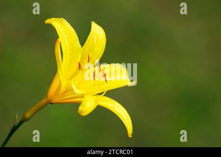 Gros plan d'une seule fleur jaune d'un lys (Hemerocallis lililioasphodelus) sur fond vert. Banque D'Images