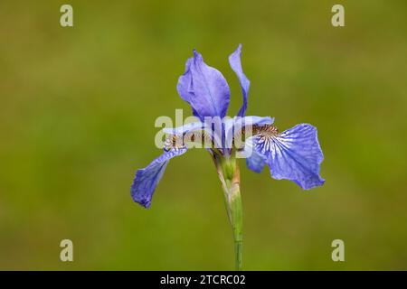 Gros plan d'une seule fleur violet-bleu d'iris sibirica (Iris sibirica) sur fond vert. Banque D'Images