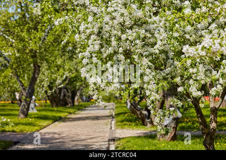 Verger dans le domaine de Kolomenskoye avec pommiers (Malus domestica) en fleur au printemps.Moscou, Russie. Banque D'Images