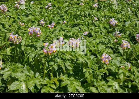 Culture de plants de pomme de terre (Solanum tuberosum) en fleur. Banque D'Images
