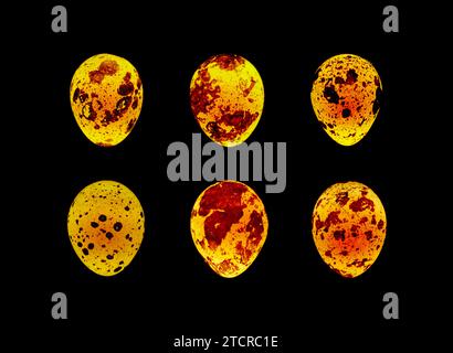 Groupe de six oeufs de caille lumineux sur fond noir. Banque D'Images