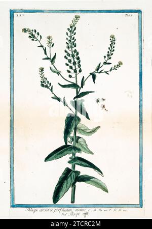 Vieille illustration de Field Pennycress. Par G. Bonelli sur Hortus Romanus, publ. N. Martelli, Rome, 1772 – 93 Banque D'Images