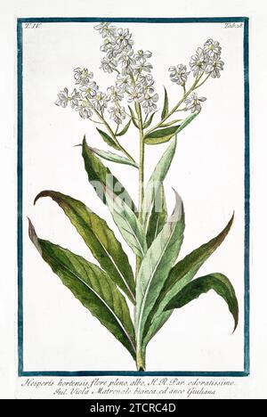 Vieille illustration de Sweet Rocket. Par G. Bonelli sur Hortus Romanus, publ. N. Martelli, Rome, 1772 – 93 Banque D'Images