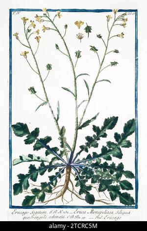 Vieille illustration de Corn Rocket. Par G. Bonelli sur Hortus Romanus, publ. N. Martelli, Rome, 1772 – 93. Banque D'Images