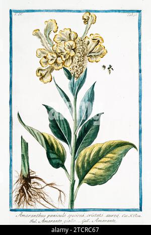 Vieille illustration de Green Amaranth. Par G. Bonelli sur Hortus Romanus, publ. N. Martelli, Rome, 1772 – 93. Banque D'Images