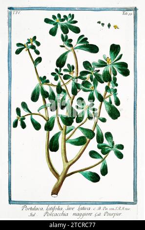 Vieille illustration de Purslane commun. Par G. Bonelli sur Hortus Romanus, publ. N. Martelli, Rome, 1772 – 93. Banque D'Images