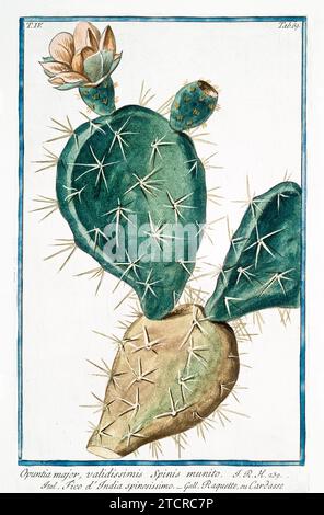 Ancienne illustration de la Fig indienne Opuntia. Par G. Bonelli sur Hortus Romanus, publ. N. Martelli, Rome, 1772 – 93 Banque D'Images