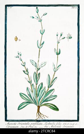 Vieille illustration de Forget Me Not. Par G. Bonelli sur Hortus Romanus, publ. N. Martelli, Rome, 1772 – 93 Banque D'Images