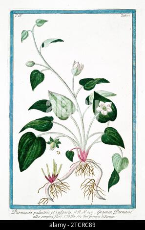 Vieille illustration de l'herbe de Parnassus. Par G. Bonelli sur Hortus Romanus, publ. N. Martelli, Rome, 1772 – 93 Banque D'Images
