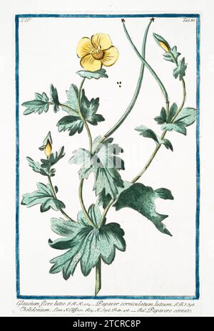 Vieille illustration du coquelicot à cornes jaunes. Par G. Bonelli sur Hortus Romanus, publ. N. Martelli, Rome, 1772 – 93 Banque D'Images
