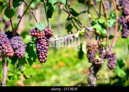 Bouquet de raisins frais et mûrs juteux dans le vignoble avant la récolte. Faible profondeur de champ. Banque D'Images
