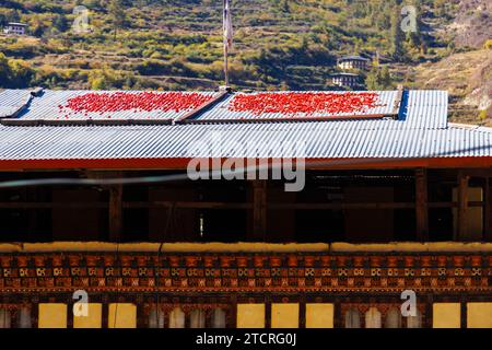 Piments rouges séchant au soleil sur un toit en métal ondulé typique d'une maison dans la vallée de Paro, Paro, Bhoutan Banque D'Images
