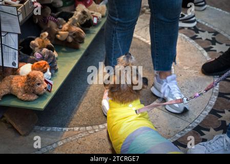 Chien par les pieds humains regardant vers le haut, chiens jouets en peluche sur une étagère Banque D'Images