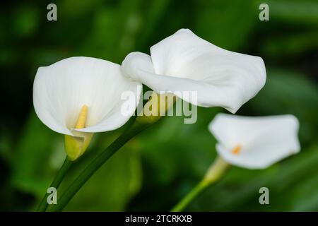 Zantedeschia aethiopica, lys calla, lys arum, fleurs blanches en forme de trompette (spathes) spadix jaune en forme de doigt Banque D'Images