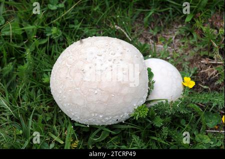 Le boulet aux spores violettes (Calvatia cyathiformis) est un champignon qui pousse sur les prairies. Cette photo a été prise dans Valle de Aran, province de Lleida, Catalogne, Banque D'Images