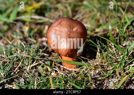 Le slimecap brun ou pointe de cuivre (Chroogomphus rutilus) est un champignon comestible. Cette photo a été prise dans une forêt de pins près de Cantavieja, province de Teruel, A Banque D'Images