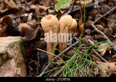 Le clavaria largedubé (Clavariadelphus pistillaris) est un champignon qui pousse dans la forêt de hêtres. Cette photo a été prise dans la Réserve de biosphère de Montseny, Barce Banque D'Images