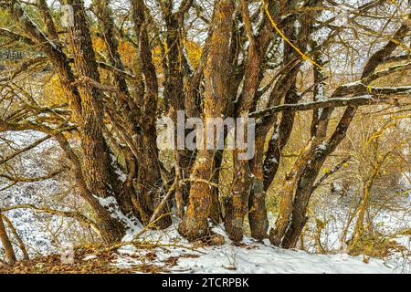 Souche de petits troncs d'acacia jaunis par les lichens et couverts de neige. Abruzzes, Italie, Europe Banque D'Images