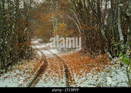 Traces d'un véhicule tout-terrain sur la neige au milieu d'une forêt de hêtres aux feuilles rougeâtres de fin d'automne. Abruzzes, Italie, Europe Banque D'Images
