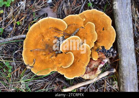 L'épine orange (Hydnellum aurantiacum) est un champignon infundibuliforme qui pousse dans les forêts de conifères. Cette photo a été prise près de Cantavieja, province de Teruel Banque D'Images