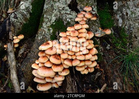 La touffe de soufre (Hypholoma fasciculare) est un champignon toxique. Cette photo a été prise dans la Réserve de biosphère de Montseny, province de Barcelone, Catalogne, Espagne Banque D'Images