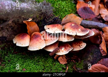 La touffe de soufre (Hypholoma fasciculare) est un champignon toxique. Cette photo a été prise dans la Réserve de biosphère de Montseny, province de Barcelone, Catalogne, Espagne Banque D'Images