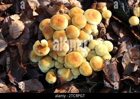 La touffe de soufre (Hypholoma fasciculare) est un champignon toxique. Cette photo a été prise dans la Réserve de biosphère de Montseny, province de Barcelone, Catalogne, Espagne Banque D'Images