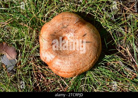 La calotte laitière au safran (Lactarius deliciosus) est un champignon comestible qui pousse dans les forêts de conifères. Cette photo a été prise près de Cantavieja, province de Teruel, Ara Banque D'Images