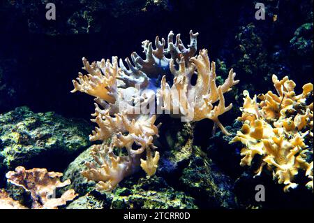 Le cuir de doigt corail (Sinularia flexibilis) est un corail mou. Banque D'Images