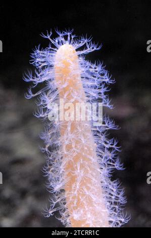 La plume de mer ronde (Veretillum cynomorium) est un microphage filtre de corail mou. Banque D'Images