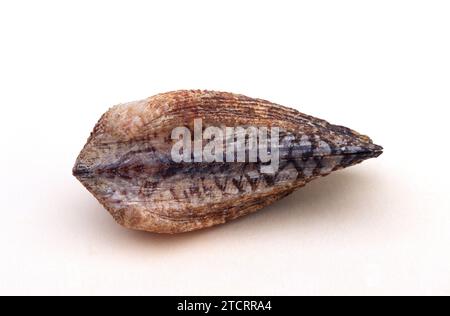 La coquille d'arche de Noah (Arca noae) est un mollusque bivalve marin originaire de la mer Méditerranée. Banque D'Images