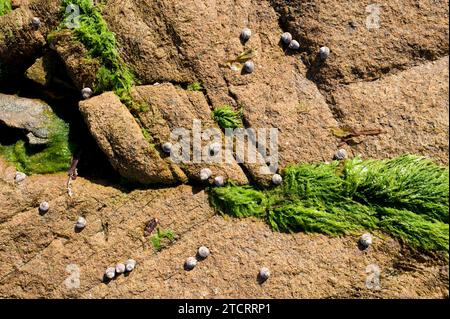 La coquille supérieure doublée (Phorcus lineatus ou Monodonta lineata) est un mollusque gastéropode marin. Cette photo a été prise à Cap Ras, province de Gérone, Catalogne, SP Banque D'Images
