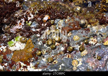 La coquille supérieure doublée (Phorcus lineatus ou Monodonta lineata) est un mollusque gastéropode marin. Cette photo a été prise à Cap Ras, province de Gérone, Catalogne, SP Banque D'Images