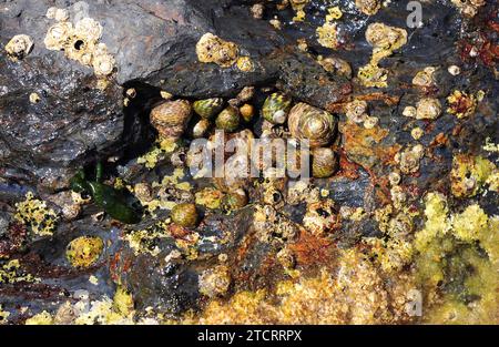 La coquille supérieure doublée (Phorcus lineatus ou Monodonta lineata) est un mollusque gastéropode marin. Cette photo a été prise à Cap Ras, province de Gérone, Catalogne, SP Banque D'Images